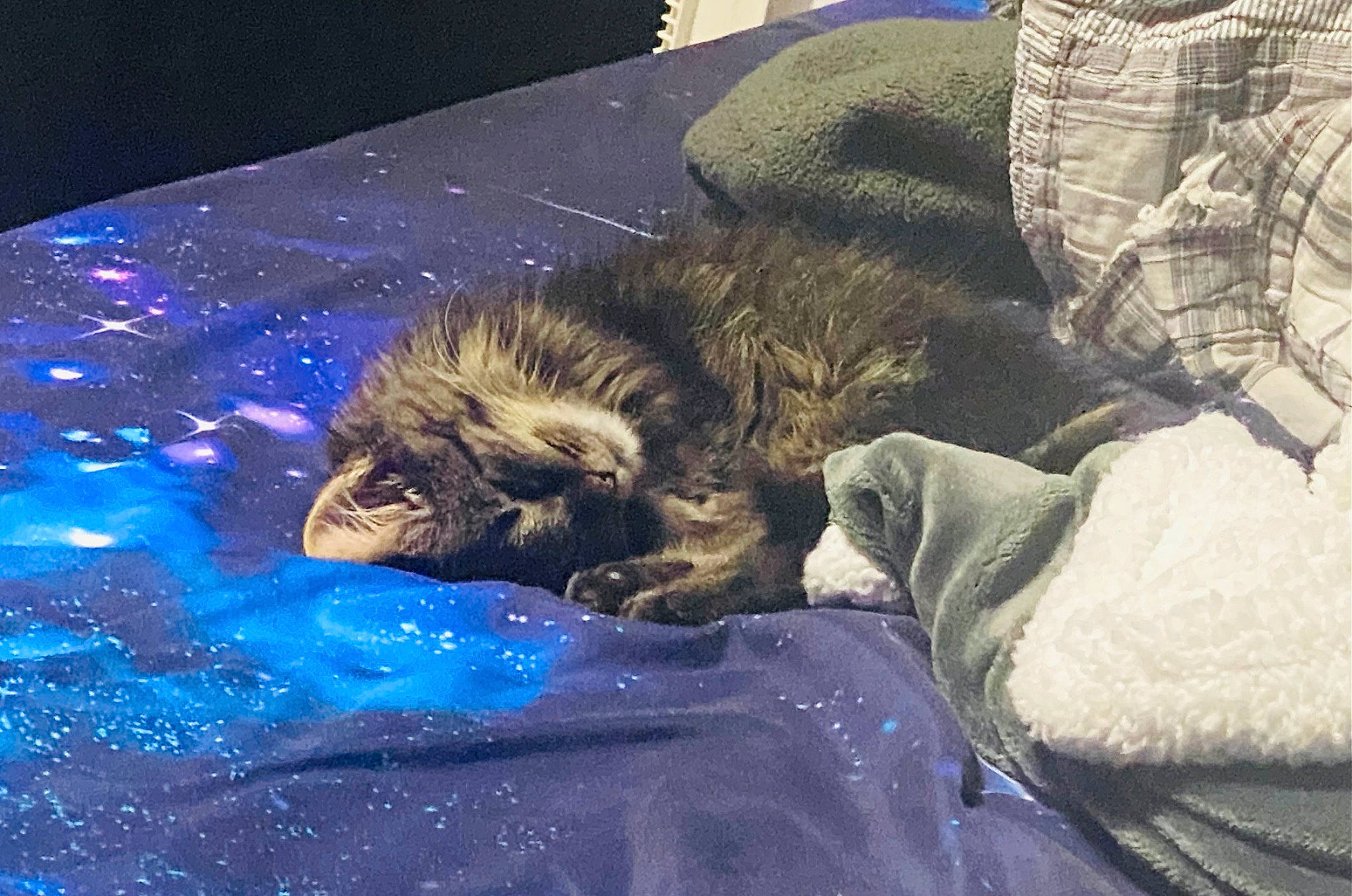 Charlotte is registered to the contest to win money with this photo: canidae, carnivore, cat, claw, cloud, comfort, domestic_short_haired_cat, electric_blue, felidae, fur, maine_coon, nap, paw, ragdoll, small_to_medium_sized_cats, tail, terrestrial_animal, whiskers, wildlife