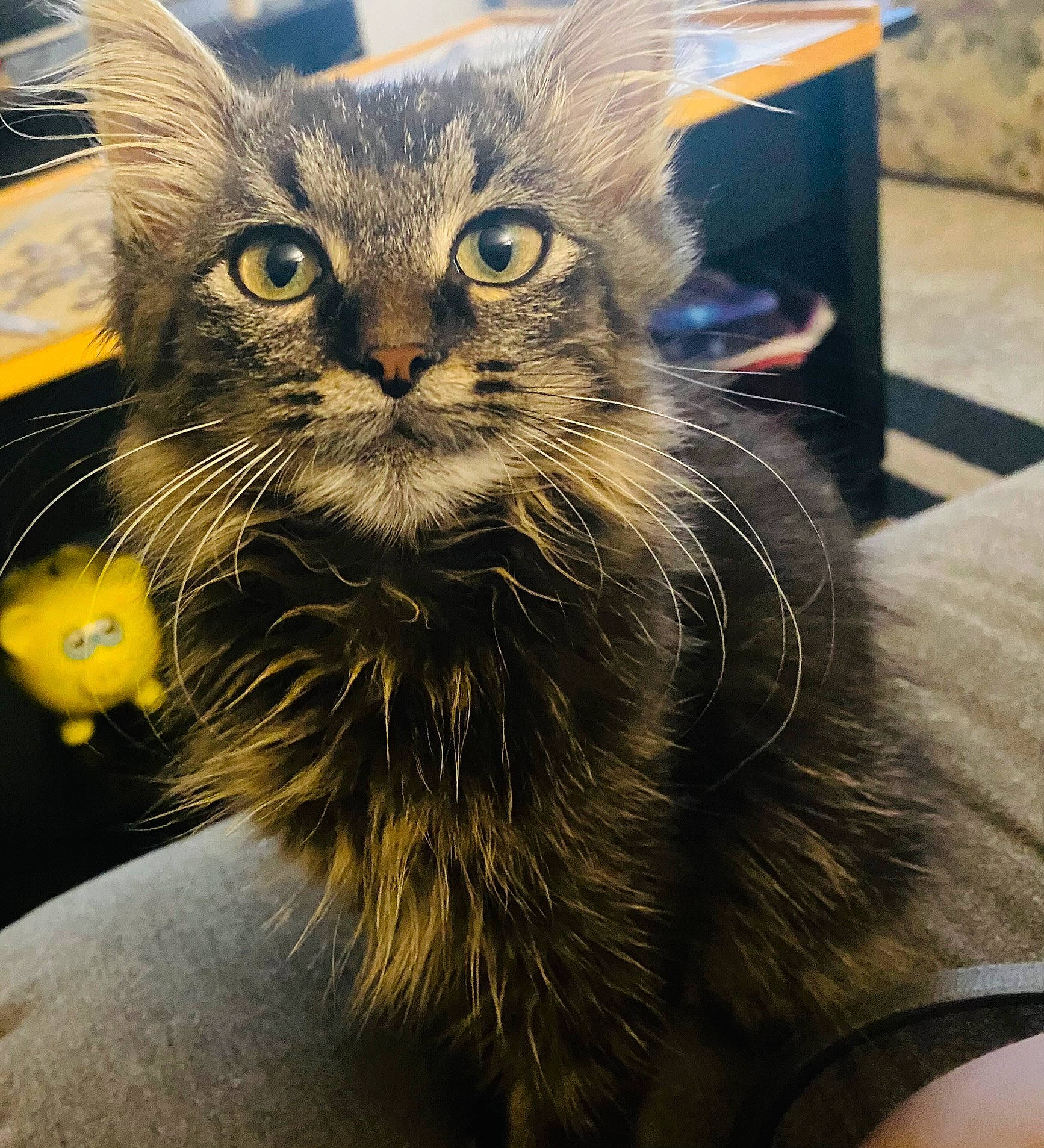 Charlotte joined the competition — help win amazing prizes! box, carnivore, cat, claw, domestic_short_haired_cat, electric_blue, felidae, fur, paw, small_to_medium_sized_cats, snout, tail, whiskers