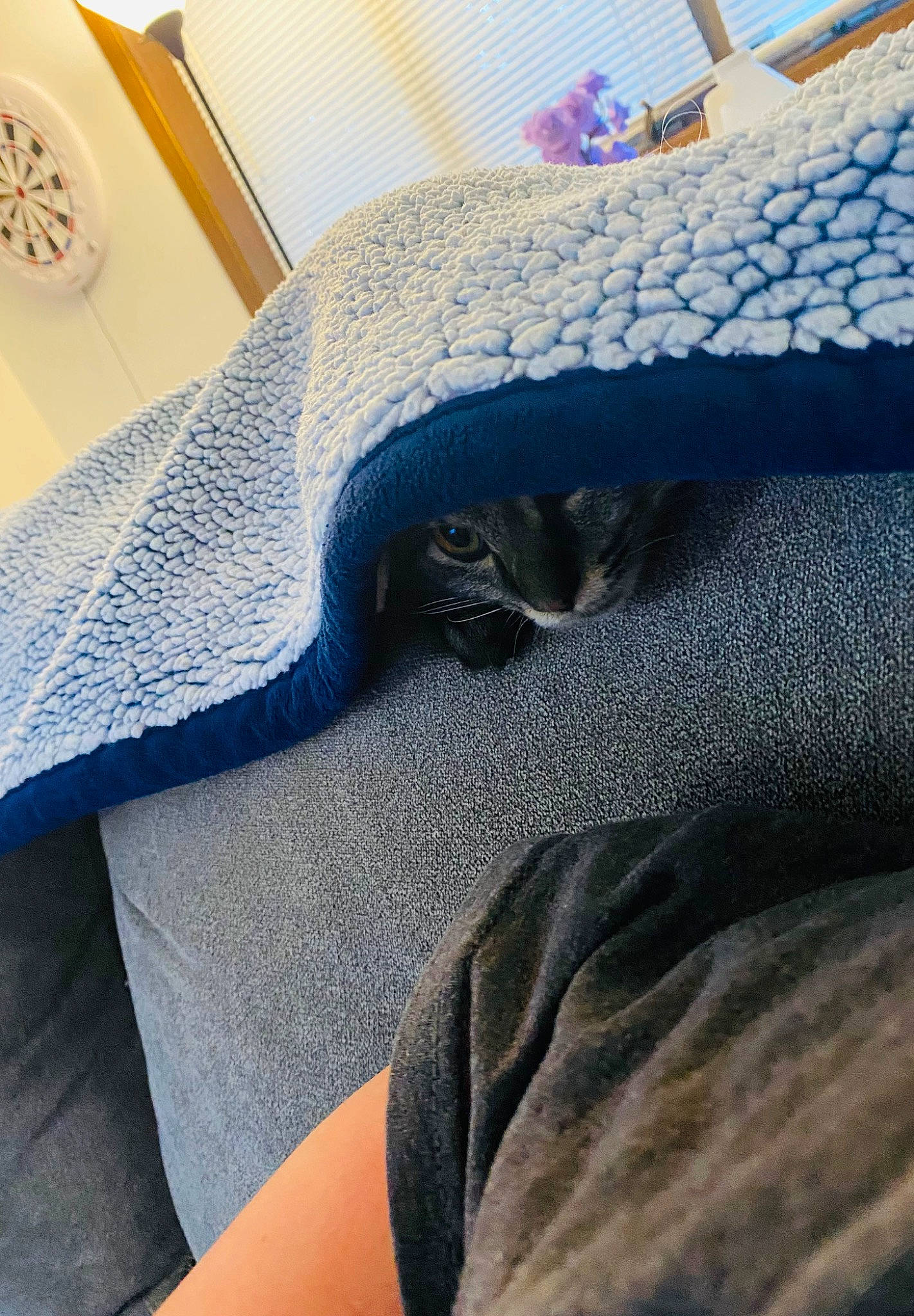 Charlotte is registered to the contest to win money with this photo: bed_sheet, bedding, bedroom, cat, comfort, denim, electric_blue, felidae, flooring, grey, human_leg, linens, mattress, pattern, rectangle, sleeve, small_to_medium_sized_cats, textile, wood, wool