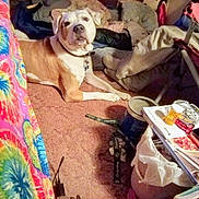 Boo Boo James is registered to the contest to win money with this photo: bedroom, blanket, bowl, carpet, chair, charging_cords, clutter, collar, container, dog, dresser, floor, lanyard, magazines, pet, pill_bottle, pillow, stuffed_animal, tie_dye_bedspread, trash_can