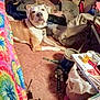 bedroom, blanket, bowl, carpet, chair, charging_cords, clutter, collar, container, dog, dresser, floor, lanyard, magazines, pet, pill_bottle, pillow, stuffed_animal, tie_dye_bedspread, trash_can