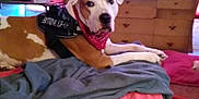 Boo Boo James is registered to the contest to win money with this photo: bandana, bed, blanket, brown_and_white, canine, comfort, cozy, dog, drapes, dresser, furniture, harness, indoor, paper, pen, pet, relaxed, resting, room, television