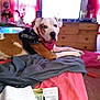 Boo Boo James is registered to the contest to win money with this photo: dog, bed, blanket, bandana, harness, drapes, dresser, room, furniture, paper, pen, television, indoor, relaxed, pet, canine, brown_and_white, resting, comfort, cozy