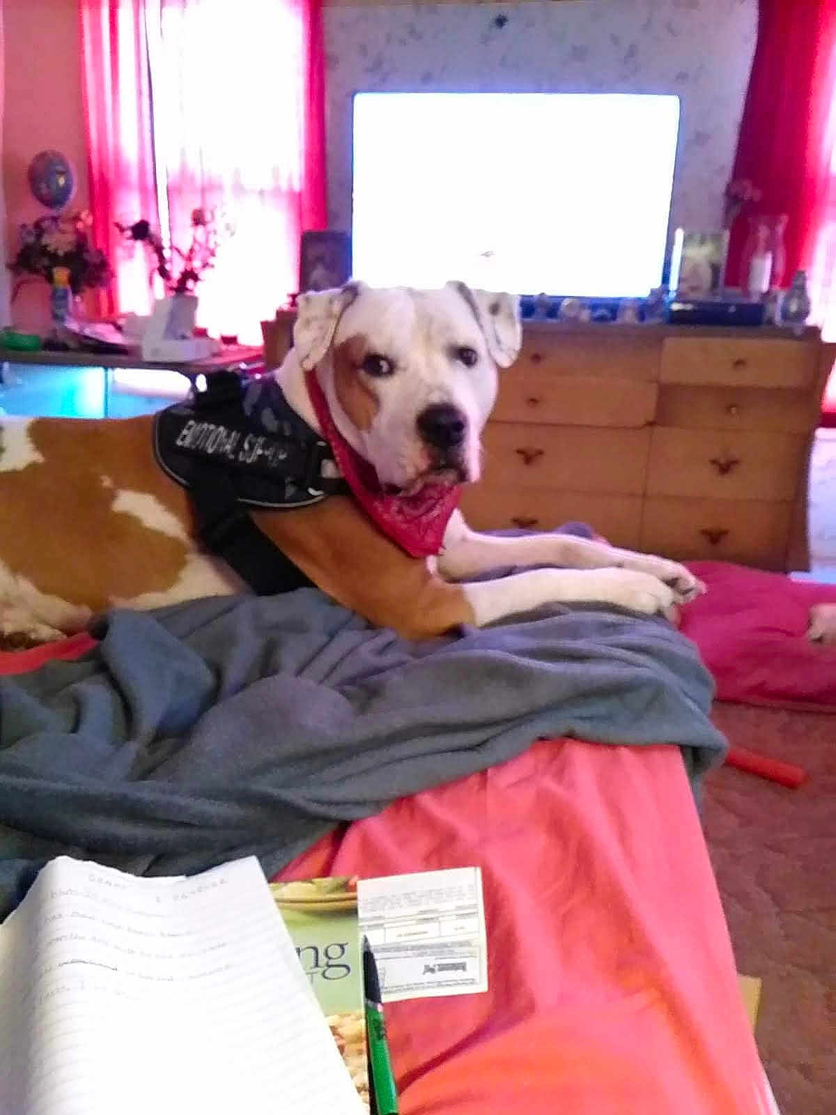 Boo Boo James is registered to the contest to win money with this photo: dog, bed, blanket, bandana, harness, drapes, dresser, room, furniture, paper, pen, television, indoor, relaxed, pet, canine, brown_and_white, resting, comfort, cozy