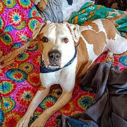 Boo Boo James joined the competition — help win amazing prizes! dog, animal, pet, lying_down, blanket, colorful, tie_dye, stuffed_animal, game_controller, indoor, cozy, fur, brown_and_white, collar, relaxed, paw, bedroom, furniture, fabric, comfort