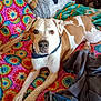 dog, animal, pet, lying_down, blanket, colorful, tie_dye, stuffed_animal, game_controller, indoor, cozy, fur, brown_and_white, collar, relaxed, paw, bedroom, furniture, fabric, comfort