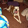 Boo Boo James joined the competition — help win amazing prizes! dog, brown_and_white, tongue_out, carpet, indoor, blanket, clothing, happy, pet, animal, floor, laying_down, tongue, domestic, playful, canine, fur, mouth_open, relaxed, room