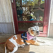 Boo-Boo James joined the competition — help win amazing prizes! dog, emotional_support, bandana, vest, porch, wooden_floor, door, glass, reflection, outdoor, sunlight, brown_and_white, pet, animal, canine, resting, collar, leash, daytime, relaxed