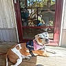 animal, bandana, brown_and_white, canine, collar, daytime, dog, door, emotional_support, glass, leash, outdoor, pet, porch, reflection, relaxed, resting, sunlight, vest, wooden_floor