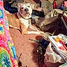 Boo-Boo James is registered to the contest to win money with this photo: dog, carpet, blanket, colorful, tie_dye, collar, tag, furniture, drawer, clutter, pillow, table, bottle, trash_can, cord, indoor, pet, floor, relaxed, room