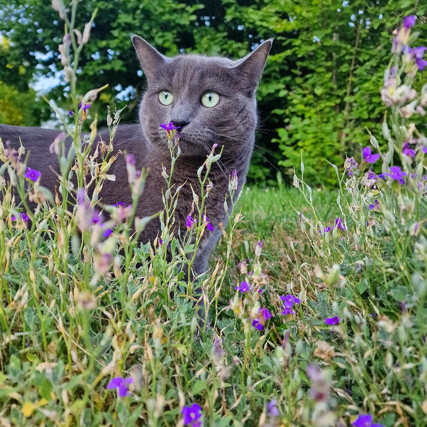 Romy participe au concours pour gagner de l'argent avec cette photo : animal, cat, close_up, curious, daylight, feline, flowers, garden, grass, gray_cat, green_eyes, greenery, leaves, nature, outdoor, pet, plants, purple_flowers, sky, wildflowers
