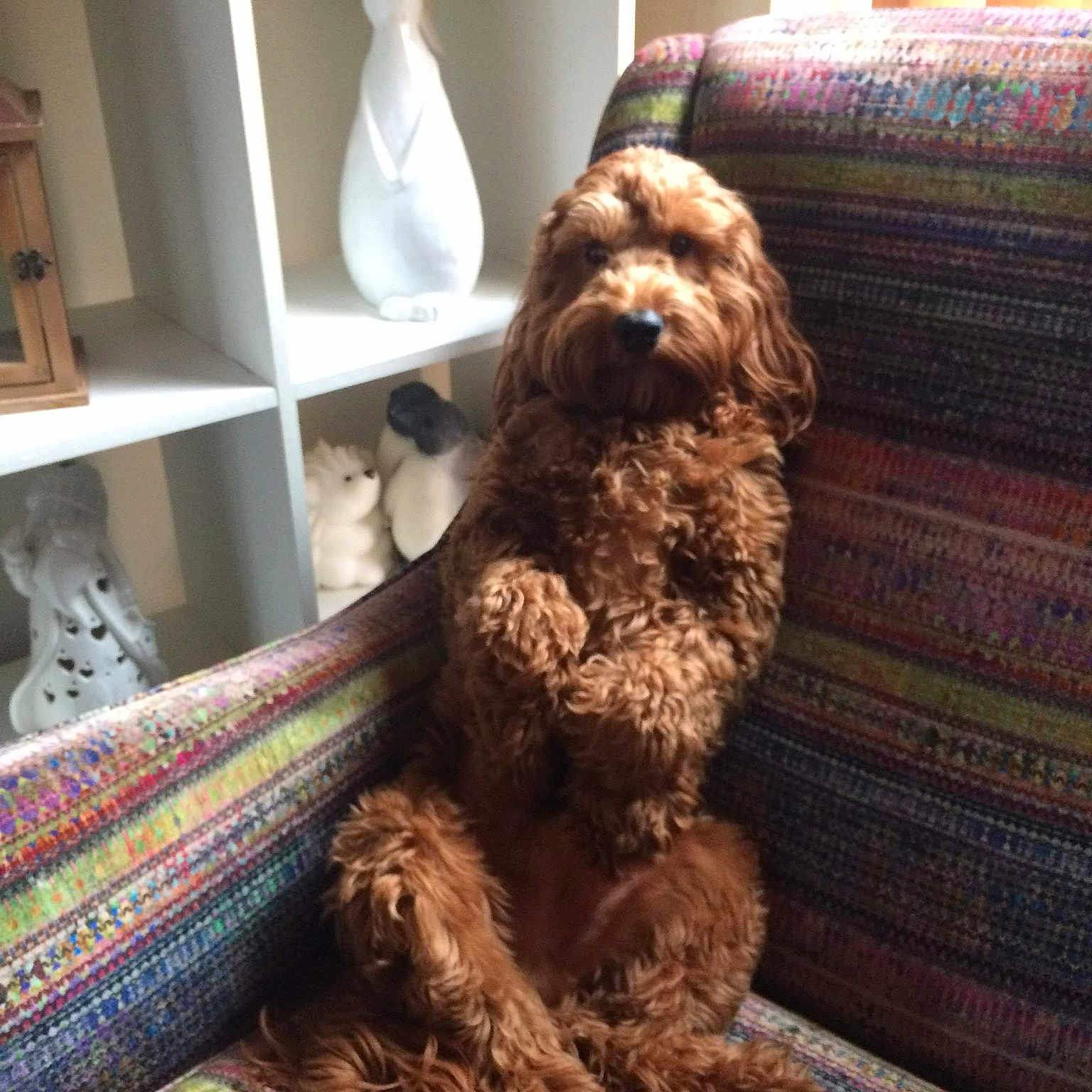Hobbs joined the competition — help win amazing prizes! barbet, carnivoran, cavapoo, cockapoo, companion_dog, dog, dog_breed, dog_breed_group, dog_like_mammal, flooring, fur, goldendoodle, miniature_poodle, poodle, snout, spanish_water_dog, standard_poodle