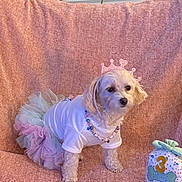 Sophie joined the competition — help win amazing prizes! beaded_necklace, birthday, birthday_toy, celebration, crown, dog, fabric_drape, indoor, number_three, pastel_colors, pink_background, portrait, princess, puppy, sitting, small_dog, soft_toy, tshirt, tutu, white_fur