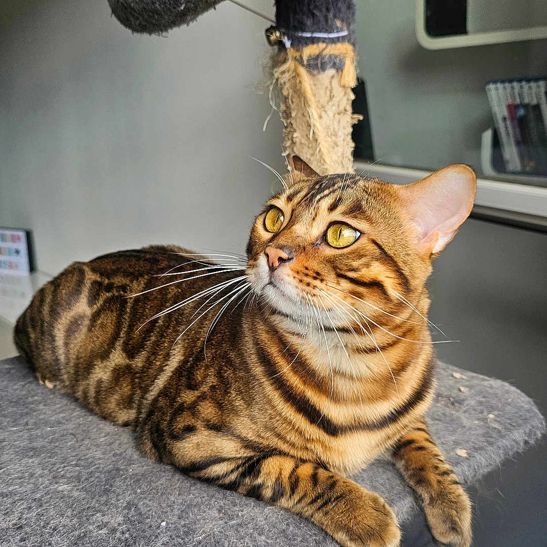 Tigrou participe au concours pour gagner de l'argent avec cette photo : abyssinian, animal, blanket, cat, couch, cushion, egyptiancat, furniture, headrest, homedecor, indoors, interiordesign, kitten, manx, ocelot, person, pet, sleeping, window, windowsill