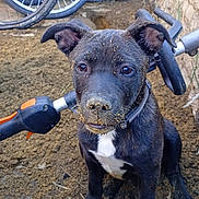 Monsta joined the competition — help win amazing prizes! animal, bicycle_wheel, black_dog, closeup, collar, curious, cute, dirt, dog, ears, eyes, face, handlebar, mud, outdoor, pet, puppy, sitting, white_chest, young_dog