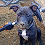 animal, bicycle_wheel, black_dog, closeup, collar, curious, cute, dirt, dog, ears, eyes, face, handlebar, mud, outdoor, pet, puppy, sitting, white_chest, young_dog