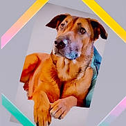 Kaïlla a rejoint le concours — aidez-le/la à gagner de superbes lots ! animal, background, brown_dog, canine, colorful_frame, comfort, companion, cute, dog, friend, fur, geometric_shape, household, indoors, looking_away, paw, pet, portrait, relaxed, resting