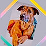 dog, brown_dog, pet, animal, indoors, resting, canine, fur, paw, portrait, looking_away, household, comfort, cute, companion, friend, colorful_frame, geometric_shape, background, relaxed
