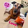 bed, bedroom, brown_dog, canine, close_up, cuddly, cute, dog, flower, home_interior, love, lying_down, orange_toy, pet, pink_flower, plush_toy, portrait, sitting, text_overlay, wall_clock