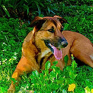 Kaïlla a rejoint le concours — aidez-le/la à gagner de superbes lots ! dog, brown_dog, grass, greenery, plants, outdoor, nature, flower, yellow_flower, tongue_out, pet, canine, animal, lying_down, sunlight, happy, snout, ears, fur, tongue