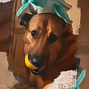 Kaïlla participe au concours pour gagner de l'argent avec cette photo : dog, toy, stuffed_animal, ball, pet, brown_dog, indoor, playful, animal, head_accessory, soft_toy, close_up, cute, domestic_animal, canine, portrait, face, pet_toy, funny, creative_effect