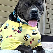 Diesel joined the competition — help win amazing prizes! dog, yellow_shirt, bee_pattern, tongue_out, wooden_railing, porch, string_lights, window, beige_wall, collar, pet, playful, animal, cute, outdoor, summer, friendly, pet_clothing, tongue, ears