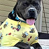 dog, yellow_shirt, bee_pattern, tongue_out, wooden_railing, porch, string_lights, window, beige_wall, collar, pet, playful, animal, cute, outdoor, summer, friendly, pet_clothing, tongue, ears