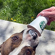 Roxxi is registered to the contest to win money with this photo: dog, starbucks_cup, hand, outdoor, grass, concrete, pet, animal, licking, brown_and_white, close_up, sunlight, treat, canine, happy, playful, snout, ears, eyes, summer
