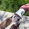 dog, starbucks_cup, hand, outdoor, grass, concrete, pet, animal, licking, brown_and_white, close_up, sunlight, treat, canine, happy, playful, snout, ears, eyes, summer