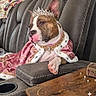Roxxi joined the competition — help win amazing prizes! animal, armrest, brown, cape, couch, decor, dog, fur, indoor, jewelry, luxury, pet, pink, portrait, relaxed, royalty, table, tiara, velvet, white