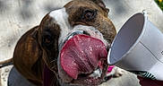 Roxxi is registered to the contest to win money with this photo: brown_and_white_coat, canine, close_up, concrete, daytime, dog, grass, happy, leash, licking, outdoor, paper_cup, pet, playful, shadow, sidewalk, sunlight, tongue, tongue_out, yellow_flowers