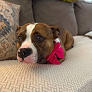 Roxxi is registered to the contest to win money with this photo: accessory, boxer, brindle, brown_and_white, close_up, couch, cute, dog, home_decor, indoors, large_eyes, living_room, lying_down, pet, pink_bow, pink_nose, portrait, relaxed, sofa, white_blaze