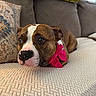 accessory, boxer, brindle, brown_and_white, close_up, couch, cute, dog, home_decor, indoors, large_eyes, living_room, lying_down, pet, pink_bow, pink_nose, portrait, relaxed, sofa, white_blaze