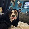 dog, hoodie, bed, blanket, indoor, pet, canine, furniture, mirror, hat, dresser, television, blue_wall, portrait, animal, cozy, curtains, room, relaxed, casual