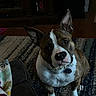 Roxxi joined the competition — help win amazing prizes! alert, animal, brown, carpet, collar, companion, cozy, curious, dog, domestic, ears, floor, furniture, home, indoor, looking_up, pet, sitting, white, wood_floor