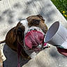 dog, tongue, cup, sidewalk, grass, outdoor, sunny, leash, pet, brown, white, closeup, animal, happy, licking, concrete, daylight, canine, playful, treat