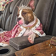 Roxxi is registered to the contest to win money with this photo: armchair, brown_and_white, cape, comfortable, costume, couch, decor, dog, furniture, indoors, jewelry, luxury, pearls, pet, portrait, relaxed, royal, tiara, velvet, wooden_table
