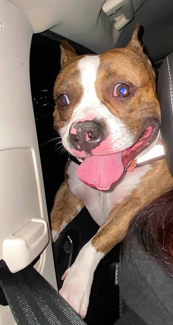 Roxxi