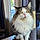 Stella