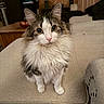 Stella is registered to the contest to win money with this photo: cat, fluffy, pet, indoor, living_room, sofa, furniture, cute, animal, whiskers, ears, eyes, fur, sitting, domestic_cat, portrait, cozy, home, curious, mammal