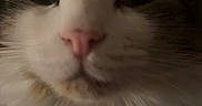 Stella is registered to the contest to win money with this photo: animal, brown, cat, close_up, curious, cute, dim_light, domestic, eyes, face, feline, fluffy, focus, fur, indoor, mammal, pet, portrait, whiskers, white