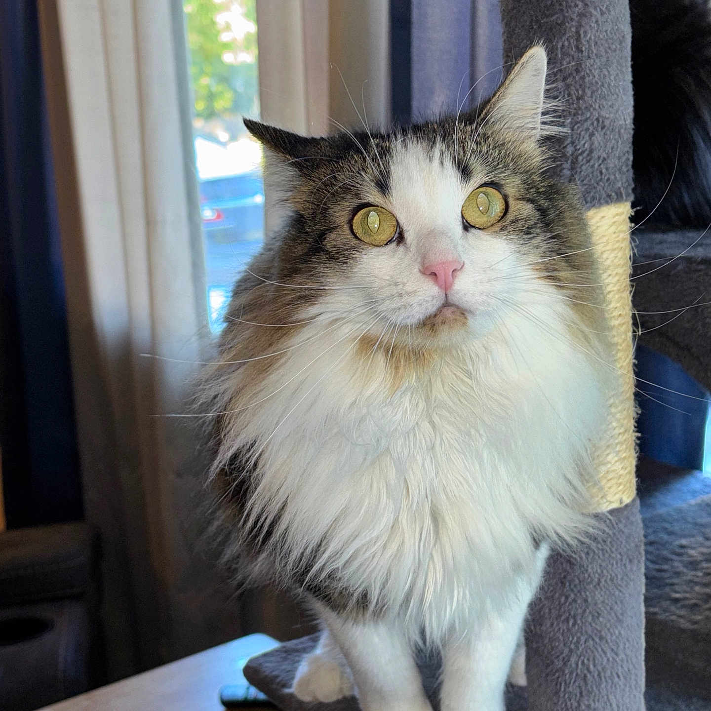 Stella