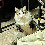 Stella joined the competition — help win amazing prizes! cat, fluffy, long_hair, pet, indoor, carpet, furniture, chair, equipment, animal, tabby, white, brown, sitting, looking, cute, domestic, mammal, room, household