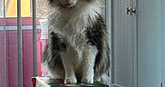Stella joined the competition — help win amazing prizes! cat, fluffy_cat, gift_box, wrapped_gift, window, vertical_blinds, indoor, household, present, table, curtain, furniture, pet, animal, domestic_cat, sitting, light, shadow, decor, holiday
