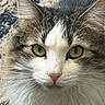 Stella is registered to the contest to win money with this photo: animal, background_blur, cat, close_up, cute, detailed, ears, face, feline, fluffy, focused, green_eyes, mammal, nature, outdoor, pet, pink_nose, portrait, soft_fur, whiskers