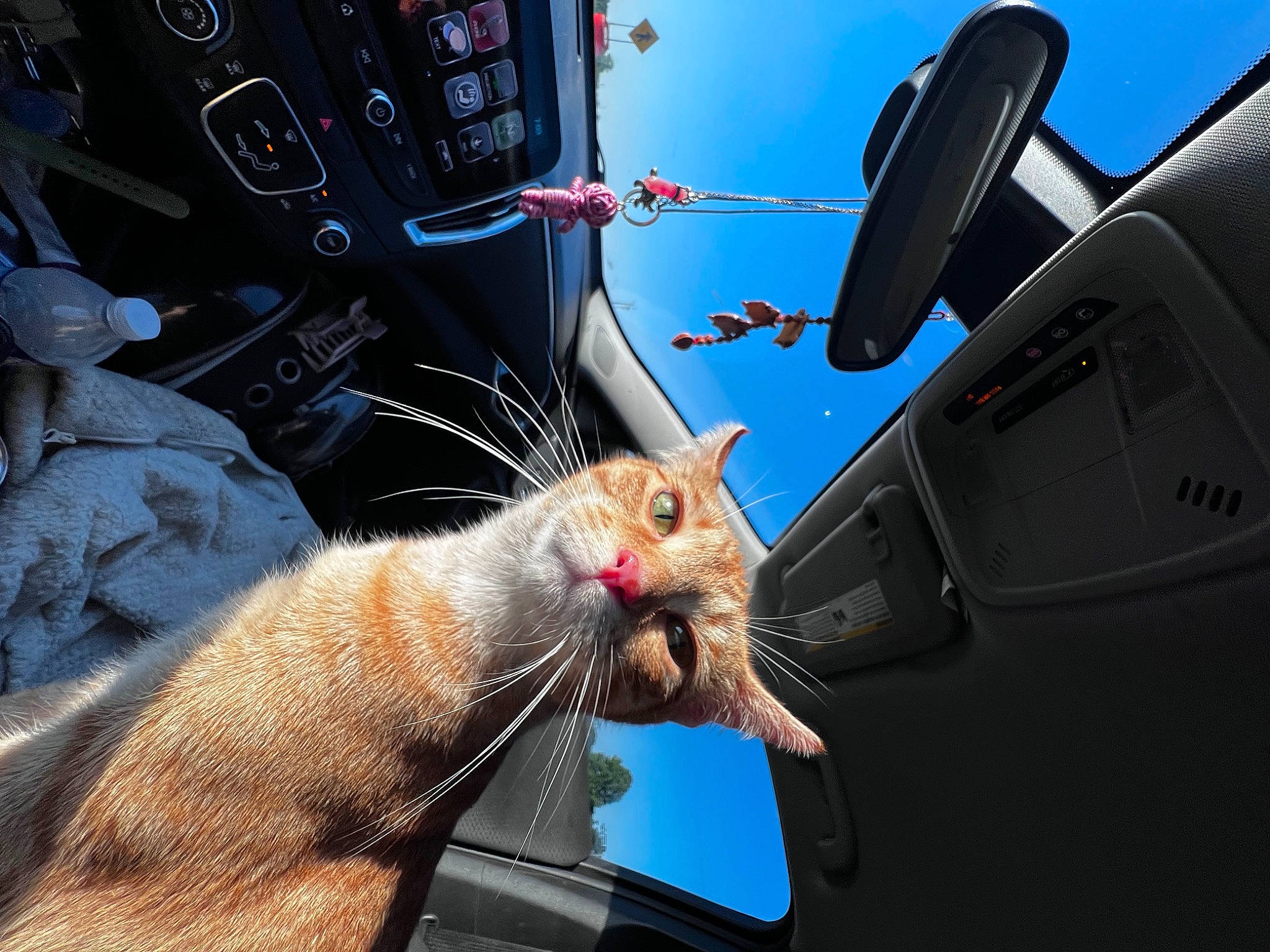 Sahara is registered to the contest to win money with this photo: auto_part, automotive_exterior, automotive_lighting, automotive_tire, automotive_window_part, bumper, fawn, fender, fur, gesture, hood, light, motor_vehicle, rodent, service, sky, snout, vehicle_door, whiskers, windshield