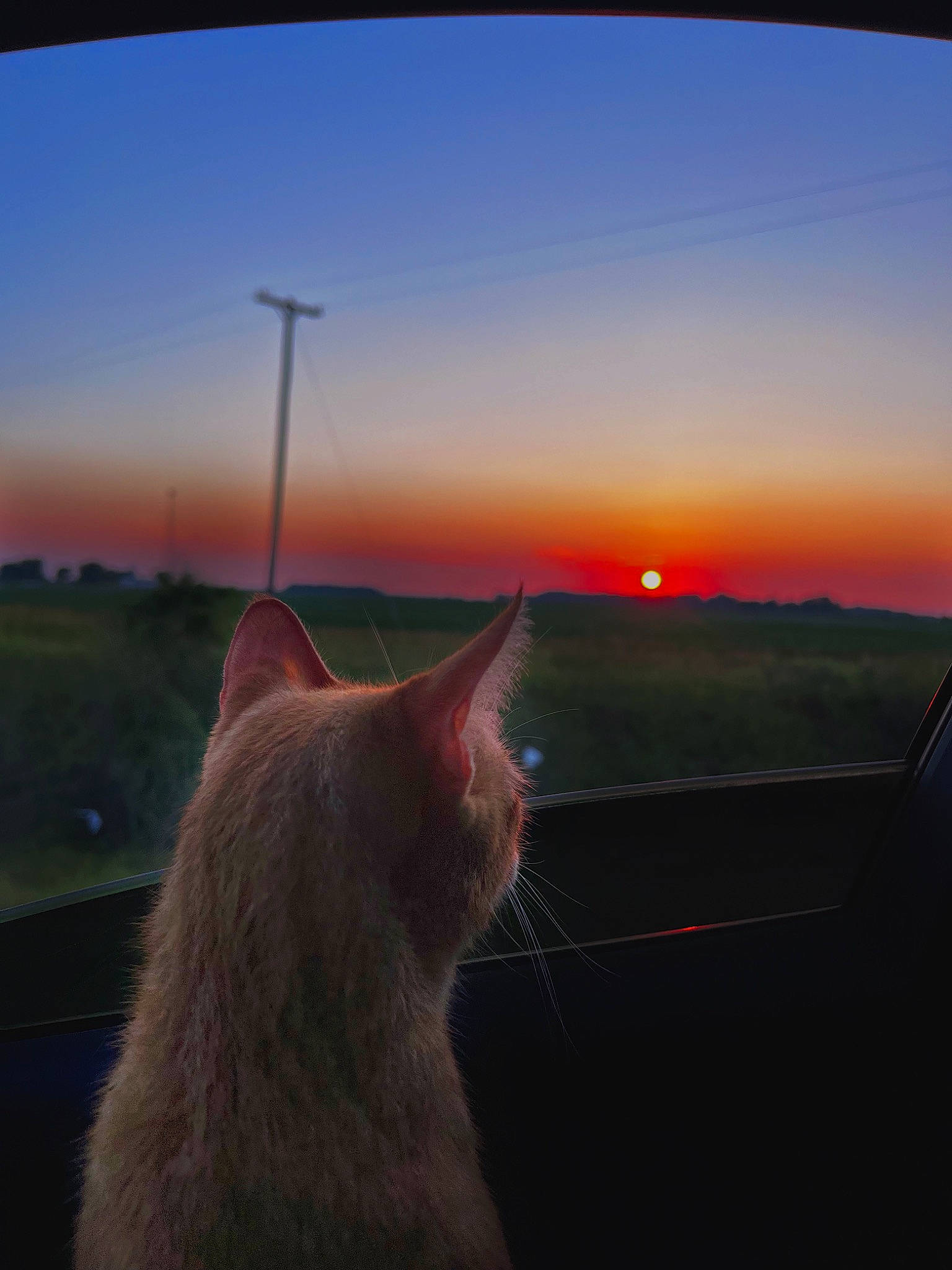 Sahara joined the competition — help win amazing prizes! astronomical_object, atmosphere, carnivore, cat, dusk, evening, felidae, fur, horizon, landscape, sky, small_to_medium_sized_cats, sunlight, sunrise, sunset, tail, tints_and_shades, whiskers, window, wood