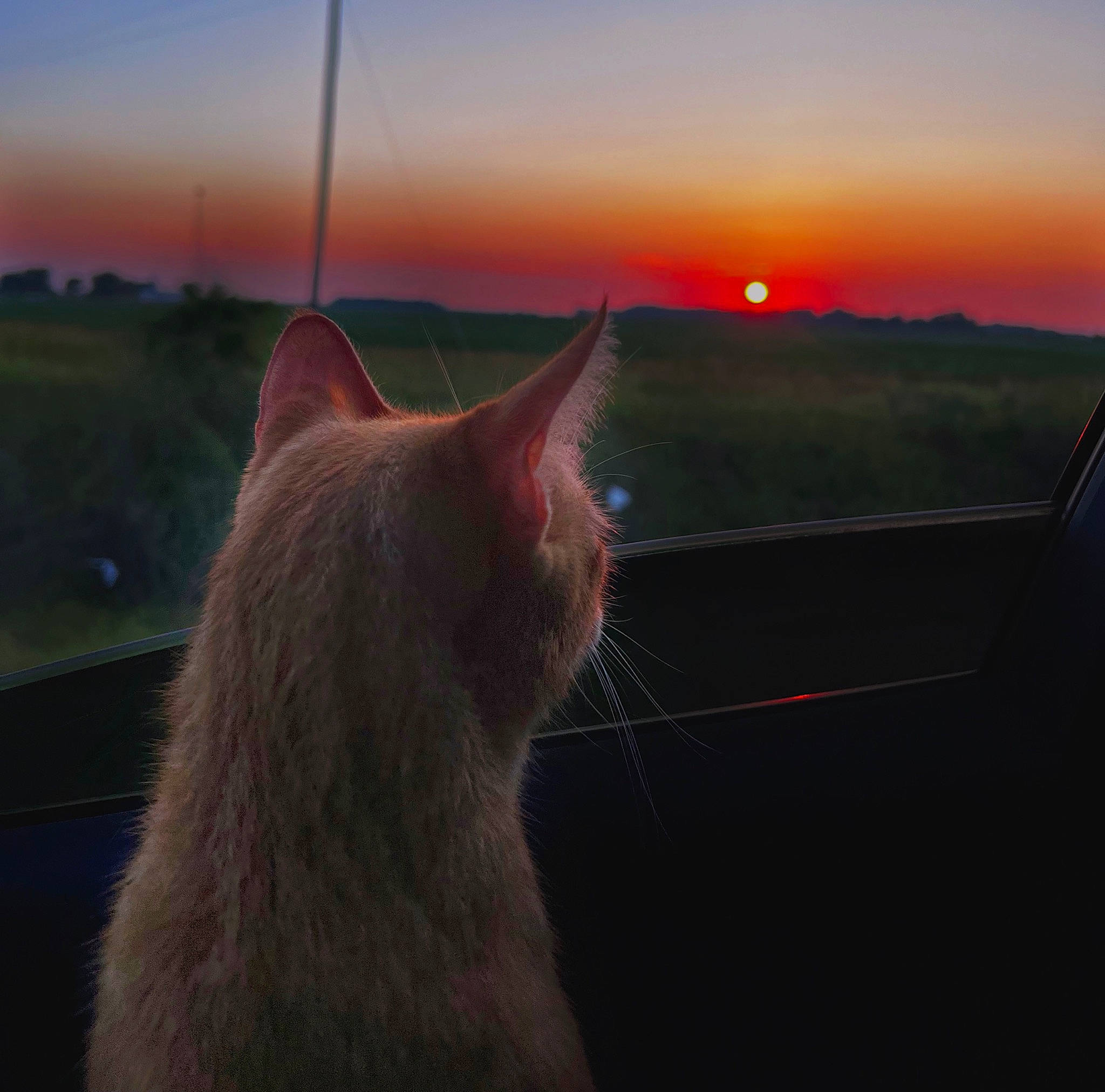 Sahara joined the competition — help win amazing prizes! afterglow, carnivore, cat, comfort, dusk, evening, felidae, fur, grass, horizon, landscape, sky, small_to_medium_sized_cats, snout, sunrise, sunset, tail, whiskers, window, wood