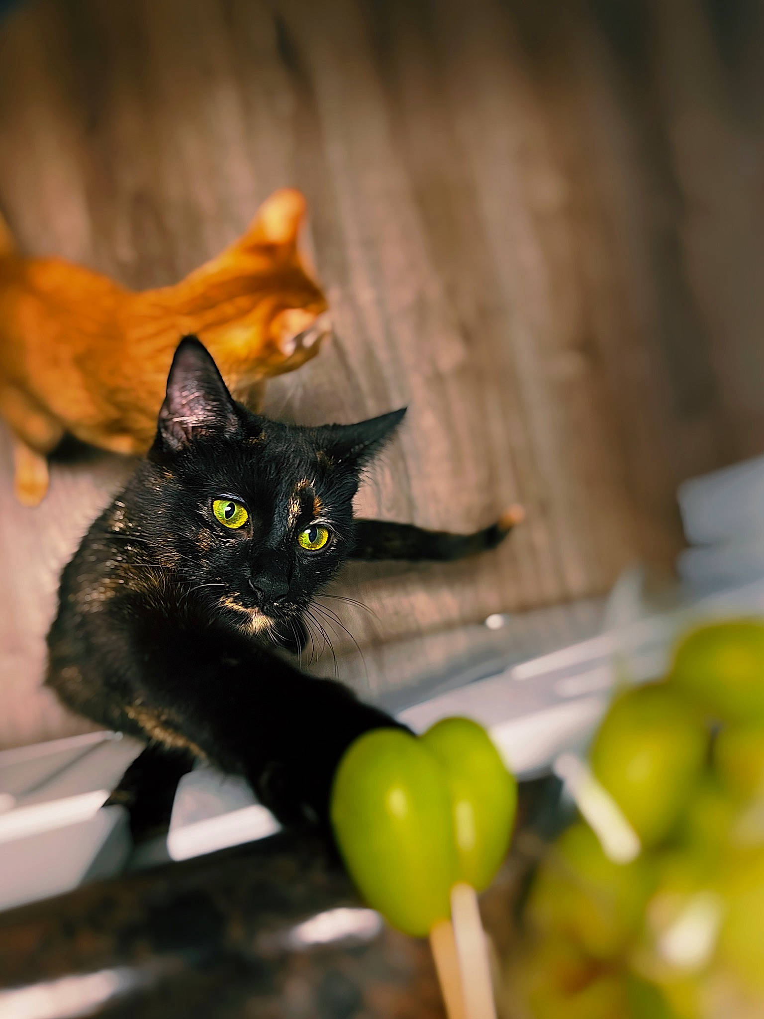 Nyla joined the competition — help win amazing prizes! black_cat, bombay, carnivore, cat, domestic_short_haired_cat, felidae, fruit, fur, grass, malus, natural_foods, plant, produce, seedless_fruit, small_to_medium_sized_cats, snout, tail, tree, whiskers, wood