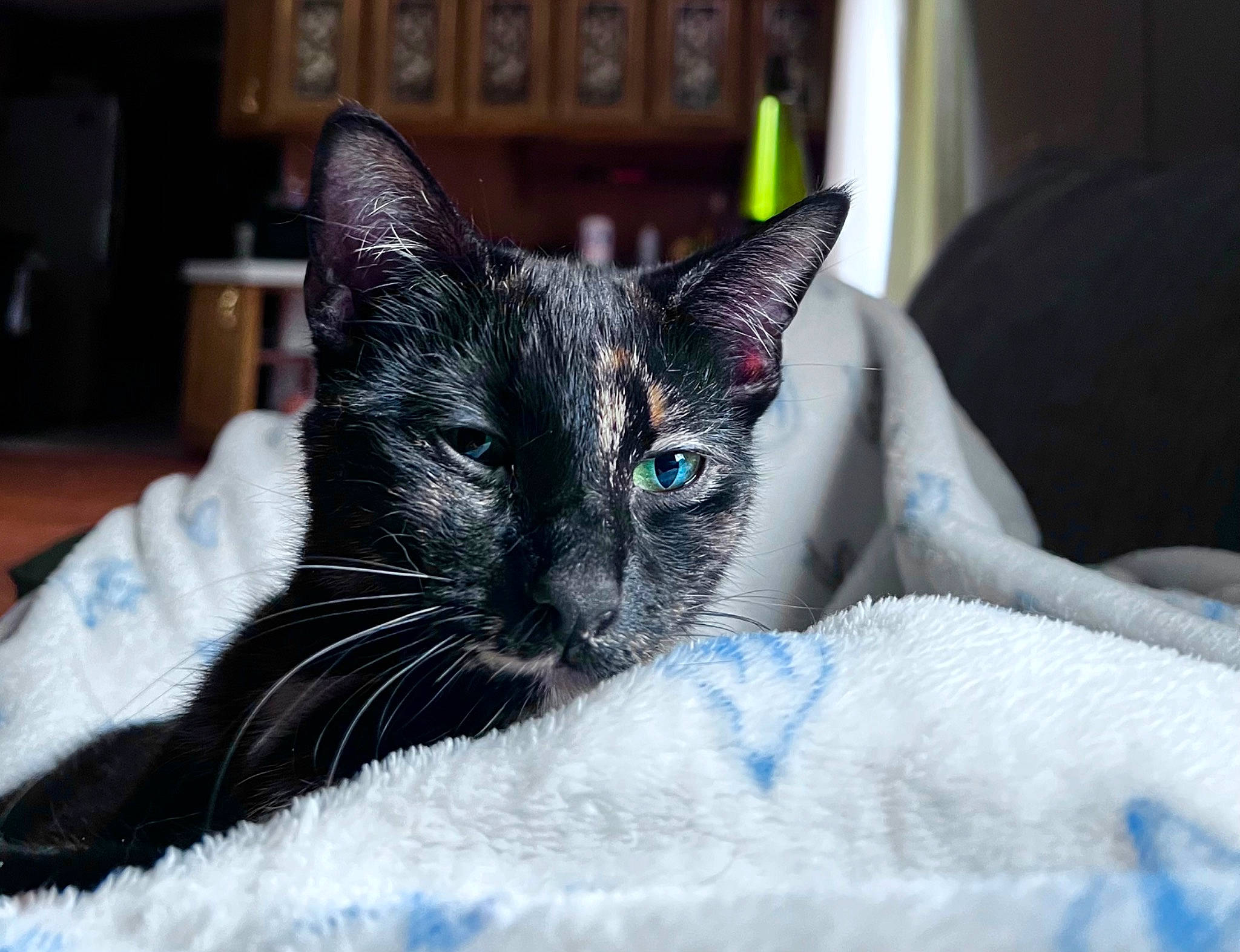 Nyla joined the competition — help win amazing prizes! black_cat, carnivore, cat, claw, comfort, domestic_short_haired_cat, felidae, fur, grey, linens, paw, sitting, small_to_medium_sized_cats, snout, whiskers, window